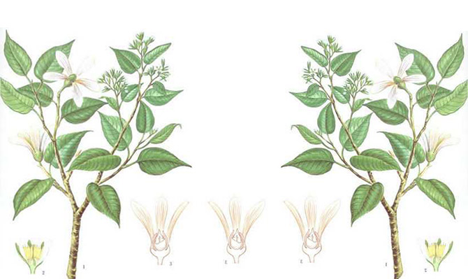 成為全球龍腦產業的引領者，遠景智庫為新晃龍腦制定發展戰略規劃