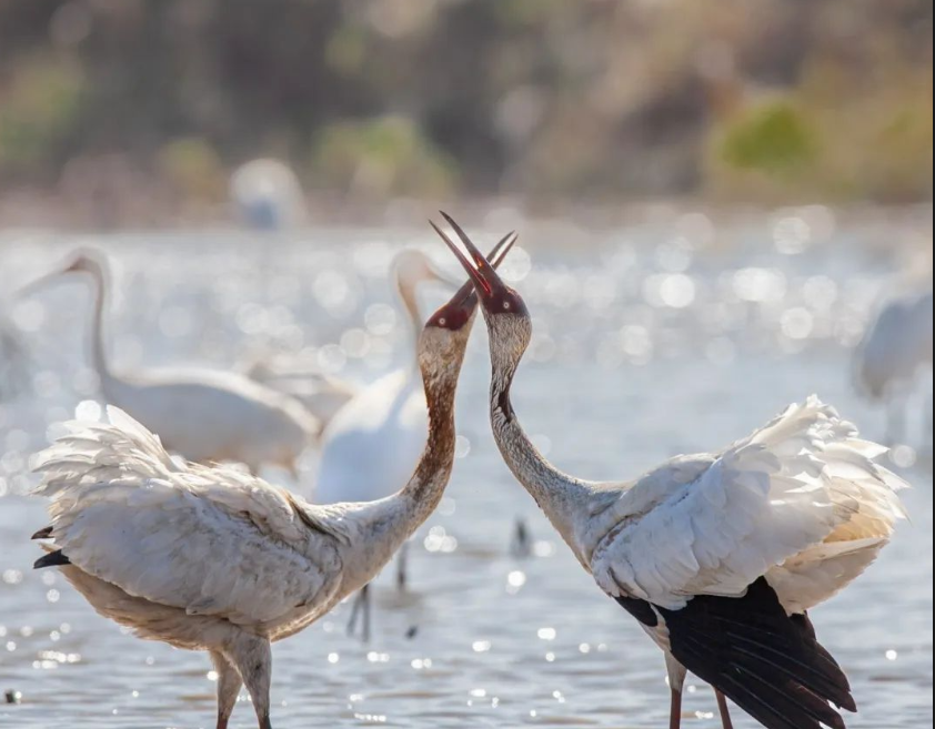 已使用 洞庭湖,一塊生態綠洲,圖源于新湖南.png 已使用 洞庭湖,一塊生態綠洲,圖源于新湖南.png