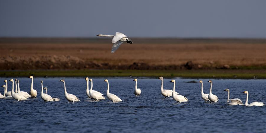 已使用 生活在洞庭湖的天鵝,圖源于新華社.png 已使用 生活在洞庭湖的天鵝,圖源于新華社.png